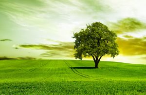 Müfrez Tarla Ne Demek?